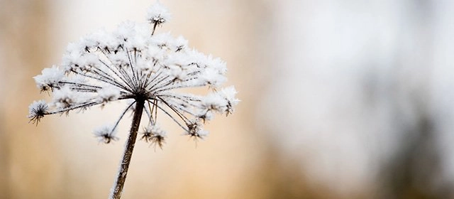 Horóscopo para Martes 3 Febrero 2026