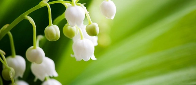 Horóscopo para Sábado 2 Mayo 2026