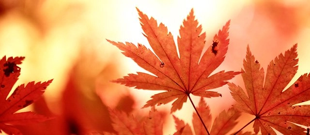 Horóscopo para Sábado 8 Noviembre 2025