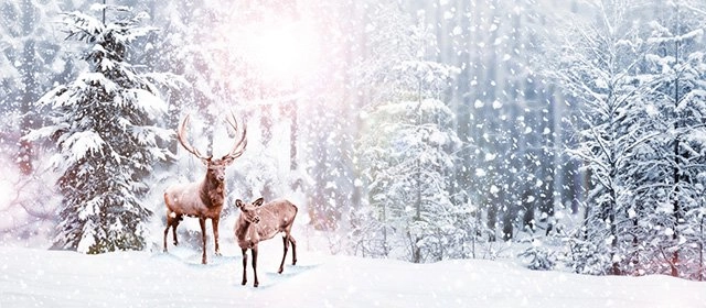 Horóscopo para Miércoles 17 Diciembre 2025