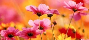 El lenguaje y significados de las flores